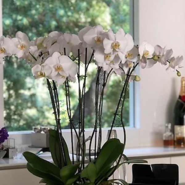 Multiple white orchid stems in a low white bowl planter on a countertop