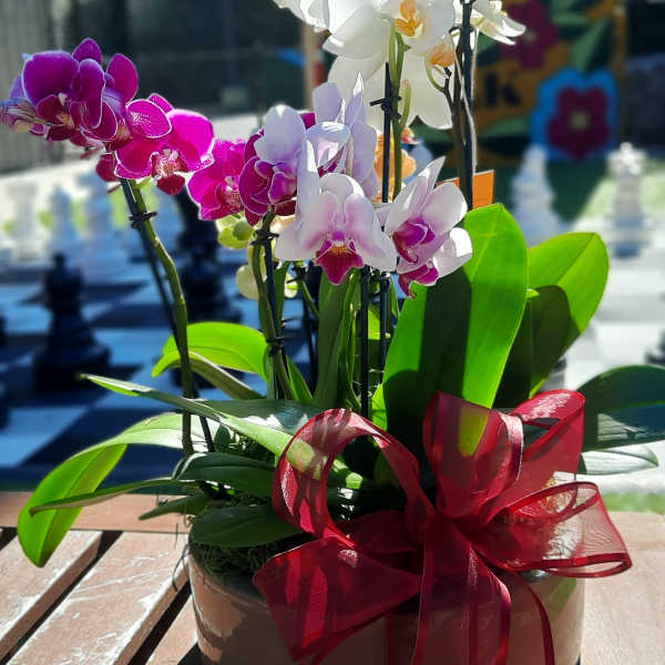 Potted orchids with white, pink, and purple blooms and a red ribbon bow