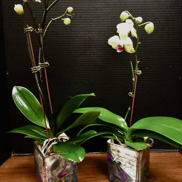 Two potted orchid plants with white and pink blooms