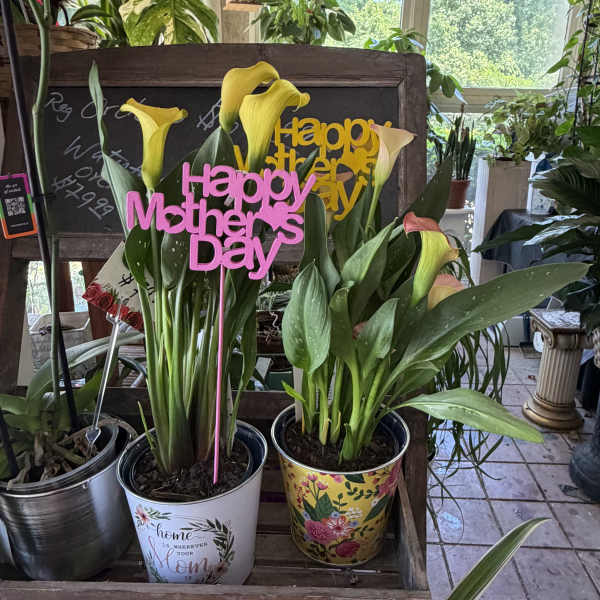 Mom's Calla Planter