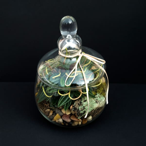 Hobbiton Terrarium