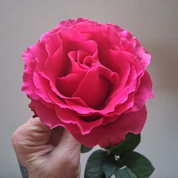 Single bright pink rose held in a hand
