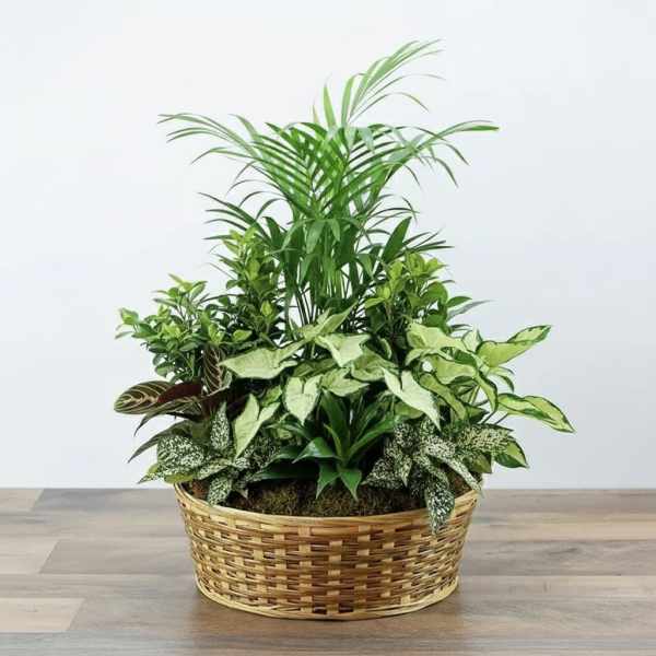 Assorted green and variegated potted plants arranged in a low woven basket