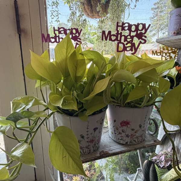 Neon Pothos Vine