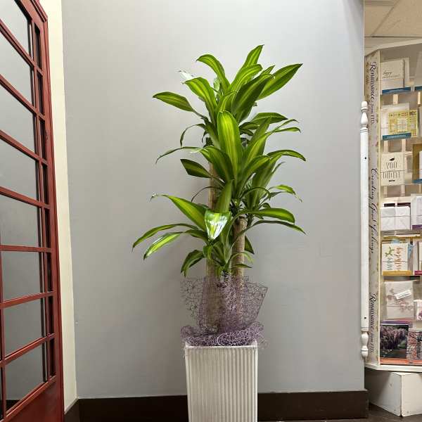 Tall potted dracaena plant in a white rectangular planter