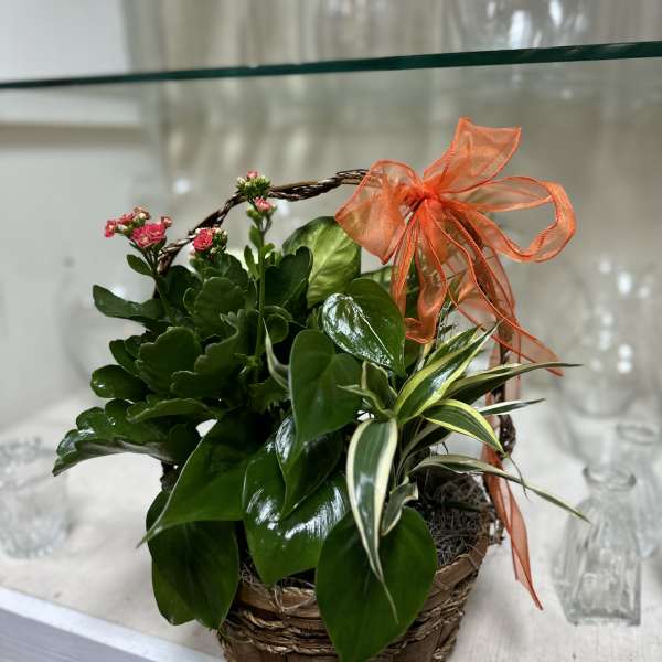 Basket planter with green foliage, tiny pink flowers, and an orange ribbon