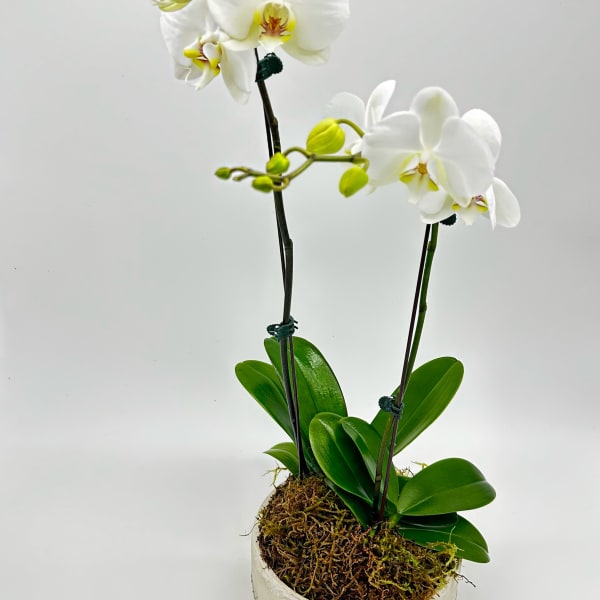 White orchid plant in a round pot with moss