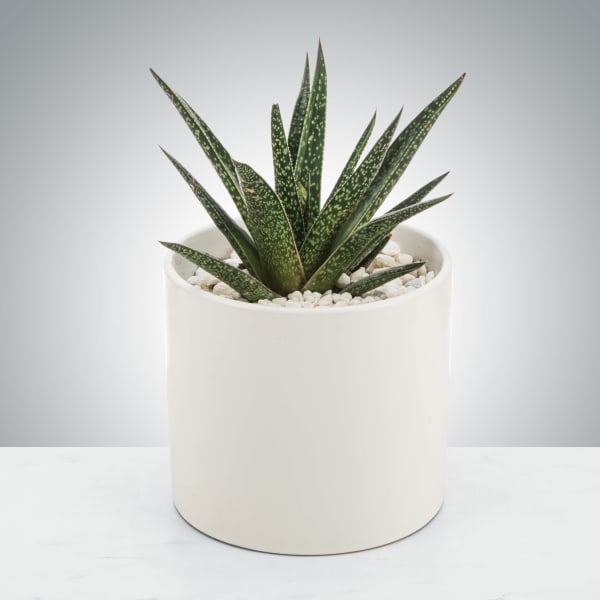 Aloe Plant by BloomNation™