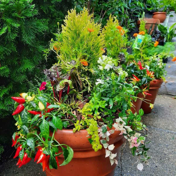 Potted mixed plant arrangement with red peppers and small flowers