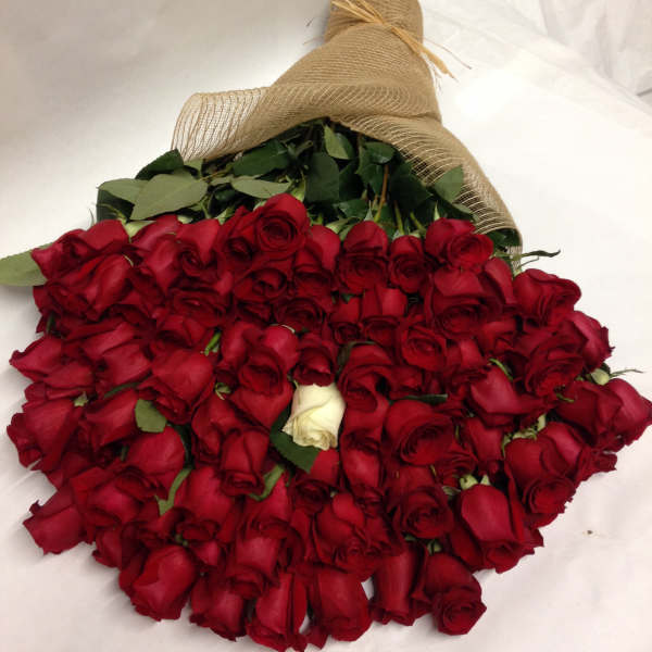 Large bouquet of red roses wrapped in burlap with one white rose
