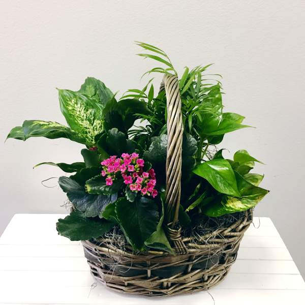 Medium Flowering Garden Basket