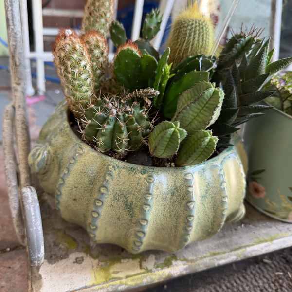 Cactus Garden (Large)