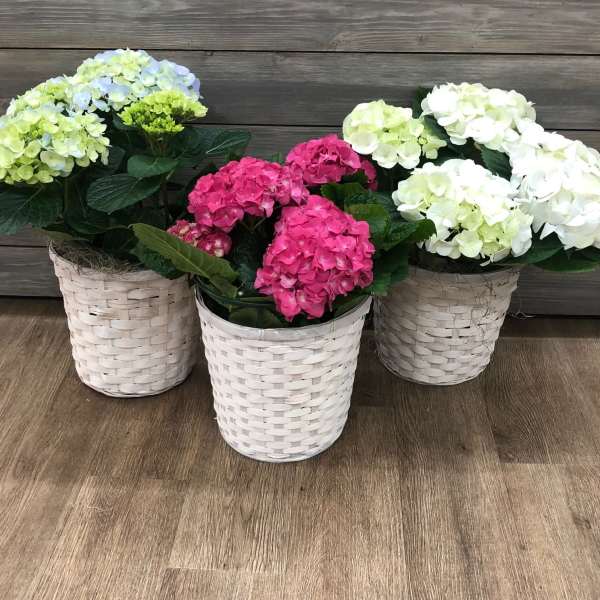 Three hydrangea plants in white woven baskets on a wood floor