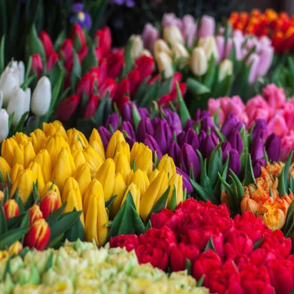 Rows of colorful tulips in yellow, red, purple, pink, and white