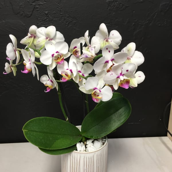 Phalaenopsis Orchid in a ceramic pot