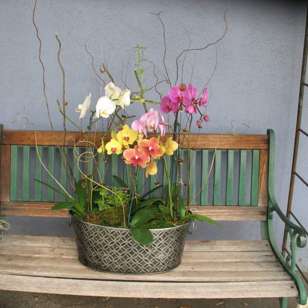 orchid Plant #p1