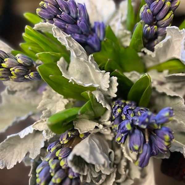 Hyacinth