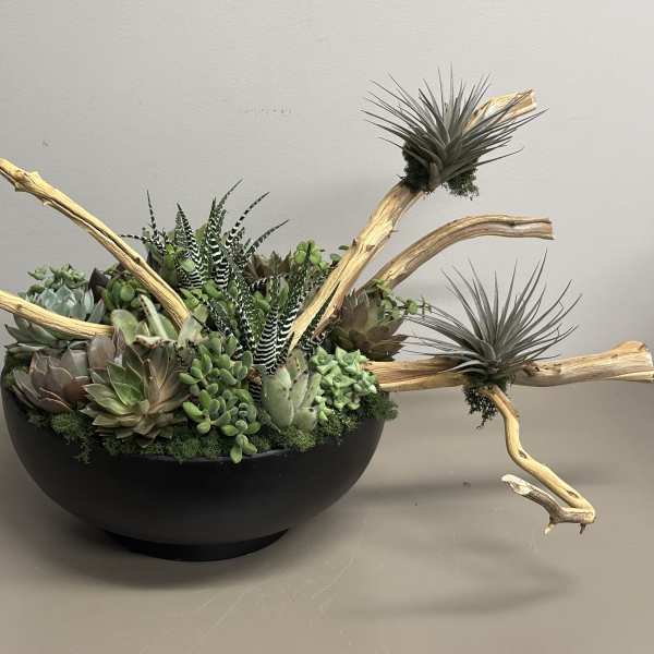 Low black bowl of mixed succulents and air plants with curved driftwood accents