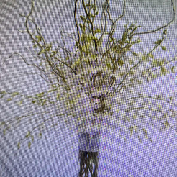 Winter Orchids