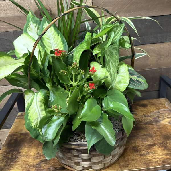 Botanical Bundle