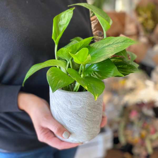 Small potted green houseplant in a textured white pot