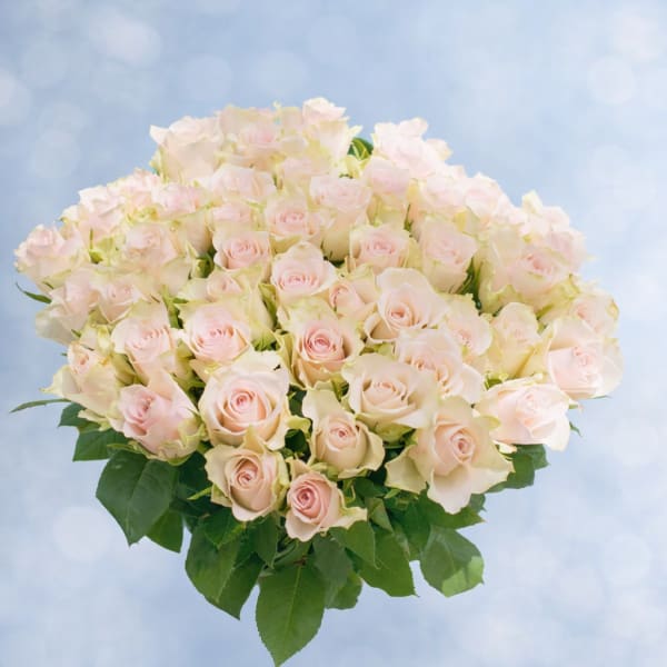 Bouquet of pale pink roses with green leaves
