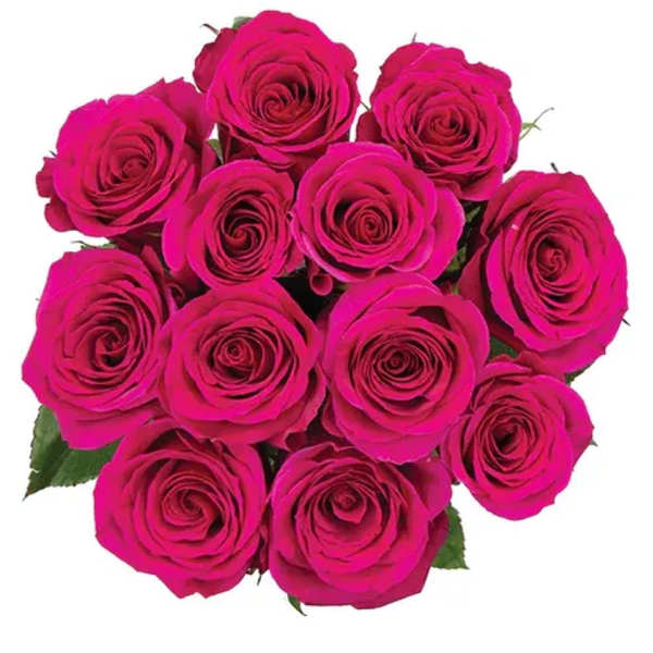 Bouquet of bright pink roses on a white background