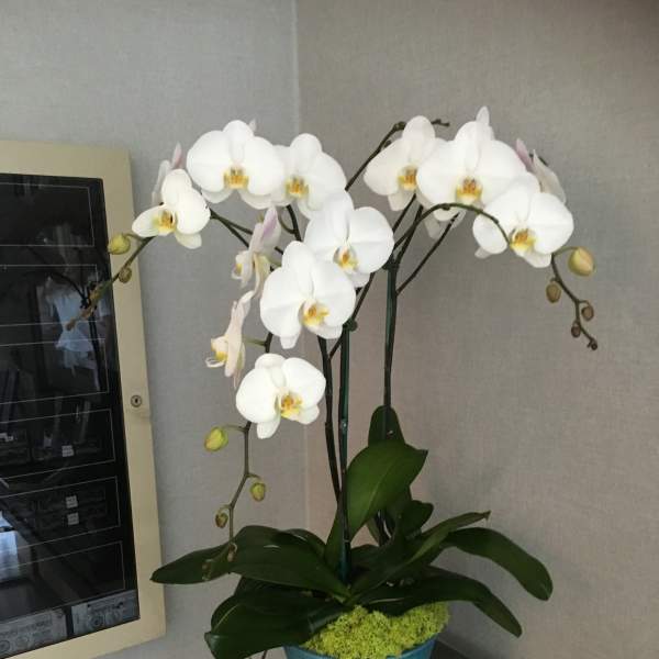 Orchid Cloud