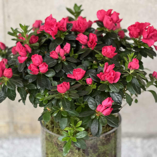 "The Azalea"