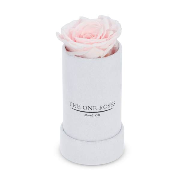 Single pale pink rose in a white cylindrical box
