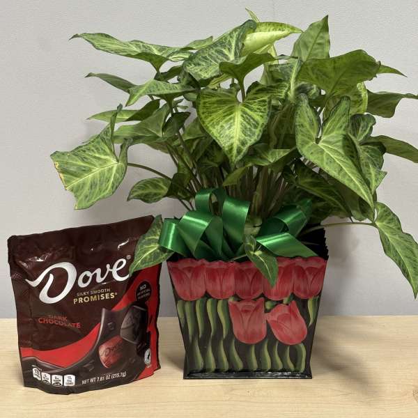Potted green houseplant with a ribbon beside a bag of dark chocolate candies