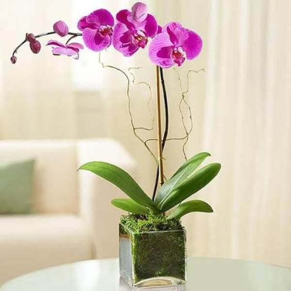 Pink orchid plant in a square glass vase