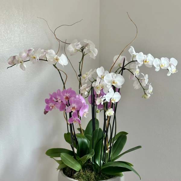 Potted orchid arrangement with white and pink blooms in a white bowl planter