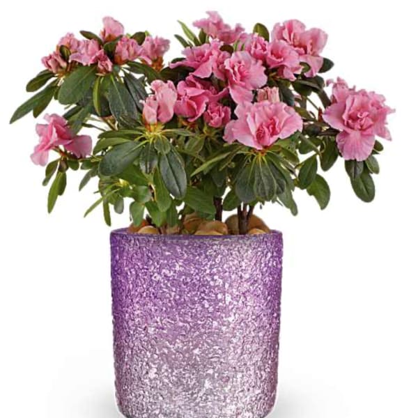 Blooming Sparkle Azalea Plant