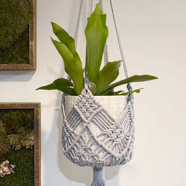 Hanging potted plant in a macramé holder