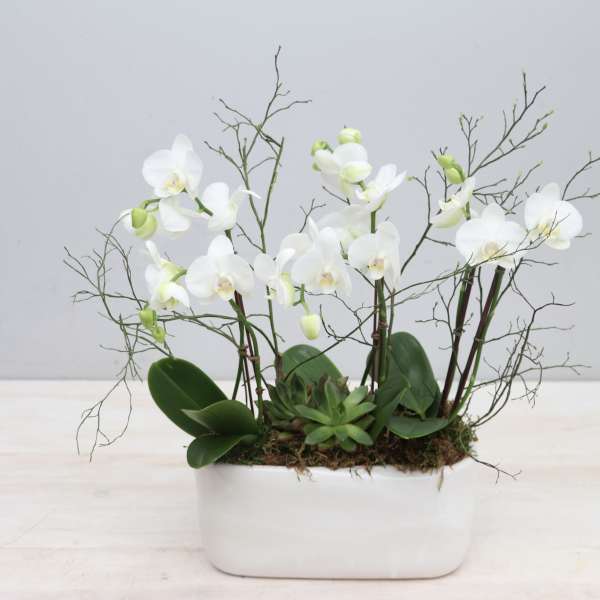 White orchid and succulent planter in a low white ceramic container