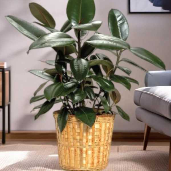 Potted rubber plant in a woven basket planter