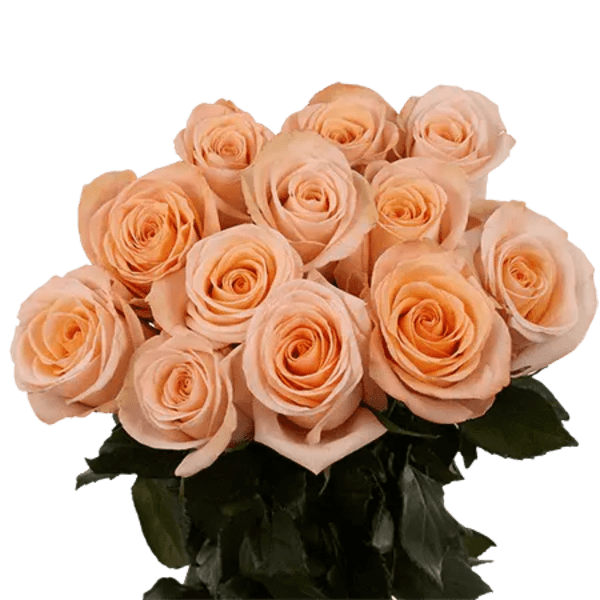 Peach roses arranged in a bouquet with dark green foliage
