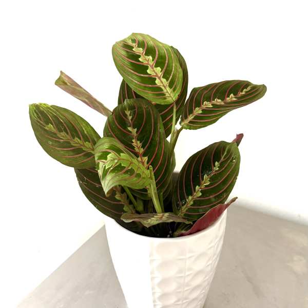 Potted plant with green leaves and pink veins in a white textured pot