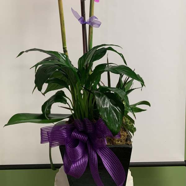 Potted purple orchid plant with a ribbon bow