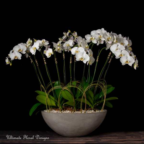 White orchids arranged in a gray bowl planter