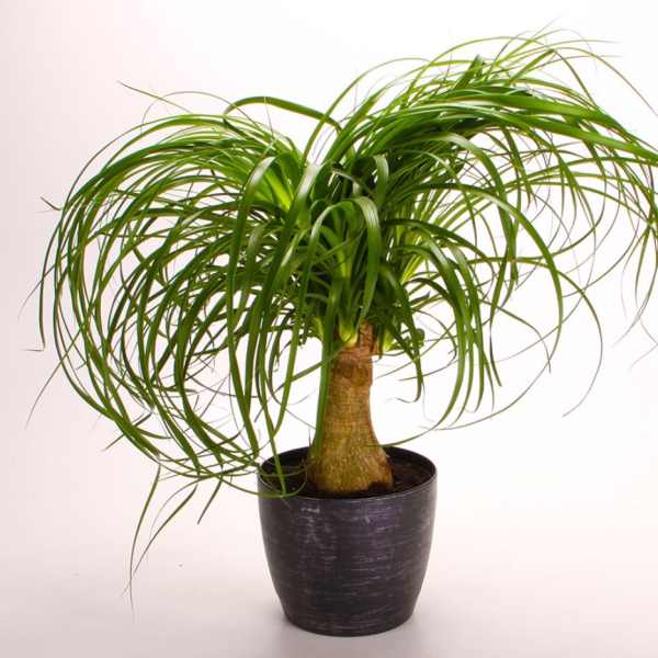 Potted ponytail palm with long arching green leaves