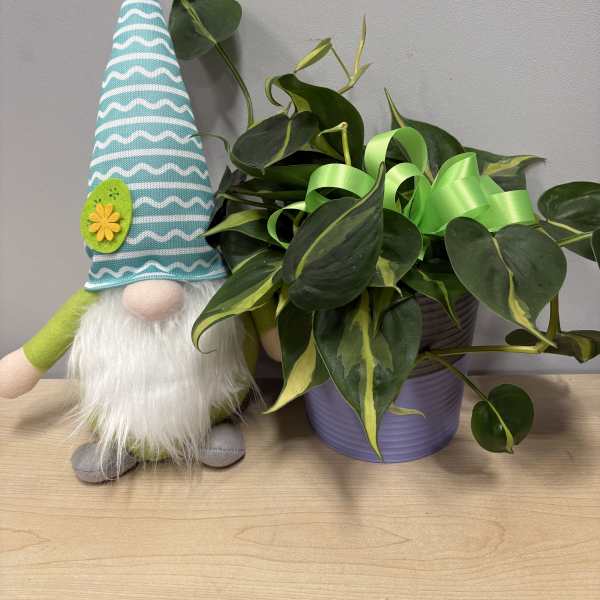 Potted green plant with a decorative gnome figurine beside it