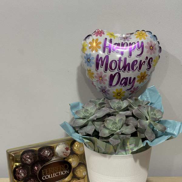 Mom’s Day Succulents & Chocolates