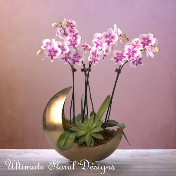 Pink orchid arrangement in a gold crescent planter with a succulent