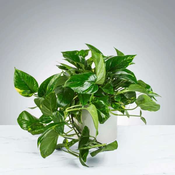 Pothos