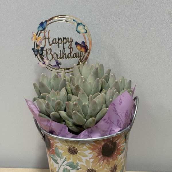 Sunny Birthday Succulent