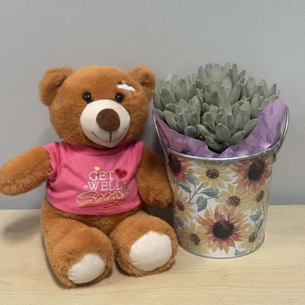 Get Well Succulent Duo