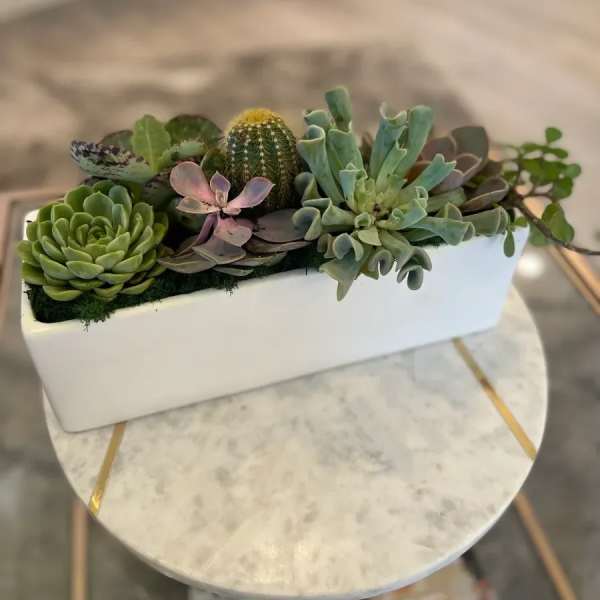 Succulent Garden