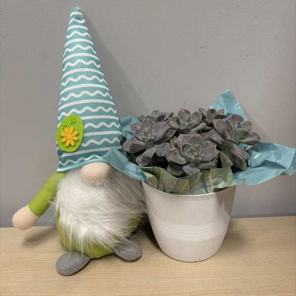 Daisy Gnome & Succulents
